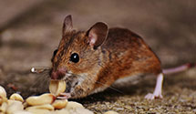 24 Hour & Emergency Exterminators in Rominger, NC